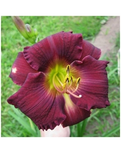 Лилейник гибридный «Бэлла Лугози», I р-р, 1 шт., 80 h(см), Осень 2025 Поиск