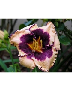 Лилейник гибридный «Сабина Бауэр», I р-р, 1 шт., 60 h(см), Осень 2025 Поиск