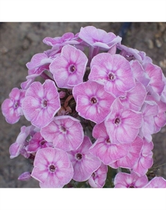 Флокс метельчатый «Юник Олд Пинк», I р-р,, 1 шт., 45 h(см), Осень 2025 Поиск