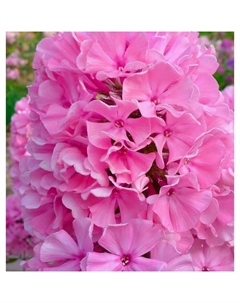 Флокс метельчатый «Зенобия», I р-р, 1 шт., 75 h(см), Осень 2025 Поиск