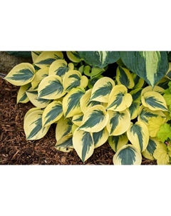 Хоста гибридная «Отем Фрост», I р-р, 1 шт., M, 50×80 h(см), Осень 2025 Поиск