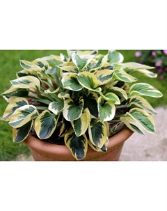 Хоста гибридная «Брим Кап», I р-р, 1 шт., 35×80 h(см), Осень 2025 Поиск