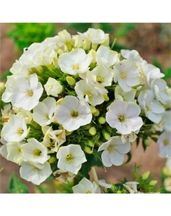 Флокс метельчатый «Грин Лиф», I р-р, 1 шт., 45 h(см), Осень 2025 Поиск