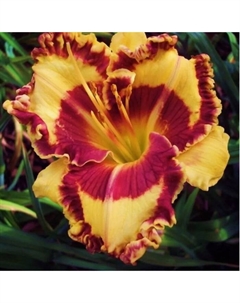 Лилейник гибридный «Тропикал Сюрпрайз», I р-р, 1 шт., 55 h(см), Осень 2025 Поиск