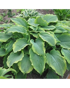 Хоста гибридная «Спартак», I р-р, 1 шт., L, 65×100 h(см), Осень 2025 Поиск