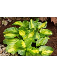 Хоста гибридная «Эмеральд Чарджер», I р-р, 1 шт., M, 50×100 h(см), Осень 2025 Поиск