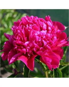 Пион молочноцветковый «Биг Бен», 2-3 р-р, 1 шт., 90-100 h(см), Осень 2025 Поиск