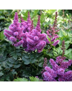 Астильба китайская «Блэк Перлз», I р-р, 1 шт., 60-70 h(см), Осень 2025 Поиск