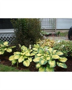 Хоста гибридная «Колор Глори», I р-р, 1 шт., ML, 50×85 h(см), Осень 2025 Поиск