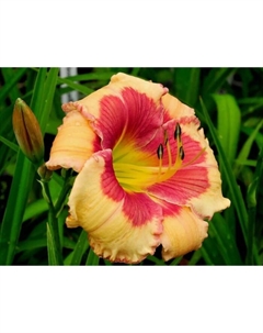 Лилейник гибридный «Хелло Скриме», I р-р, 1 шт., 70 h(см), Осень 2025 Поиск