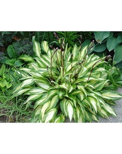 Хоста гибридная «Черри Берри», I р-р, 1 шт., SM, 25×40 h(см), Осень 2025 Поиск