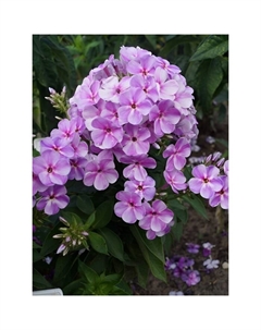 Флокс метельчатый «Юник Мов», I р-р, 1 шт., 40 h(см), Осень 2025 Поиск