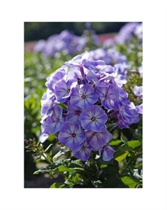 Флокс метельчатый «Юник Олд Блу», I р-р, 1 шт., 45 h(см), Осень 2025 Поиск