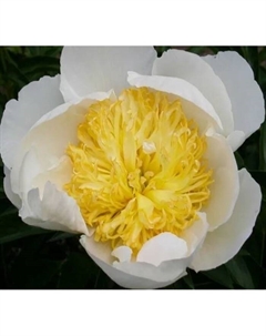 Пион «Патио Дублин», 2-3 р-р, 1 шт., 25 h(см), Осень 2025 Поиск