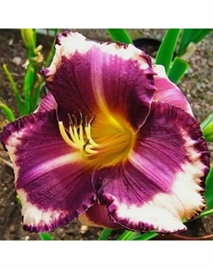 Лилейник гибридный «Канзас Сити Кикер», I р-р, 1 шт., 60 h(см), Осень 2025 Поиск