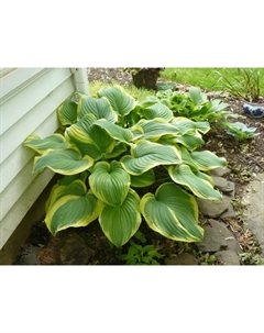 Хоста гибридная «Фрегрант Дрим», I р-р, 1 шт., ML, 45×65 h(см), Осень 2025 Поиск