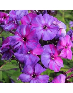 Флокс метельчатый «Отем Джой», I р-р, 1 шт., 80 h(см), Осень 2025 Поиск