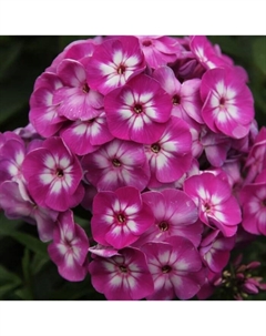 Флокс метельчатый «Олимпус», I р-р, 1 шт., 80-85 h(см), Осень 2025 Поиск