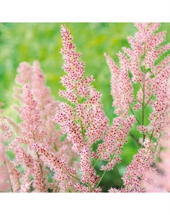 Астильба гибридная "Хип-хоп", I р-р, 1 шт., 60-80 h(см), Осень 2025 Поиск