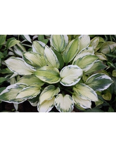 Хоста гибридная «Кэптинз Эдвенчер», I р-р, 1 шт., ML, 40×60 h(см), Осень 2025 Поиск