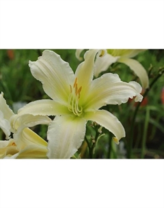 Лилейник гибридный «Хевенли Эйнджел Айс», I р-р, 1 шт., 91 h(см), Осень 2025 Поиск