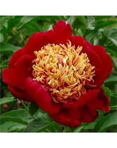 Пион молочноцветковый «Сорд Данс», 2-3 р-р, 1 шт., 90 h(см), Осень 2025 Поиск