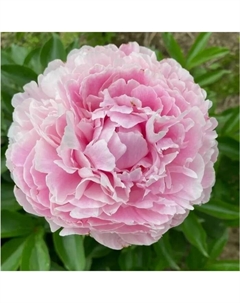 Пион молочноцветковый «Катерина Фонтейн», 2-3 р-р, 1 шт., 85 h(см), Осень 2025 Поиск