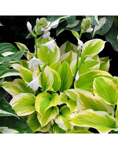 Хоста гибридная «Спринг Морнинг», I р-р, 1 шт., L, 40×80 h(см), Осень 2025 Поиск