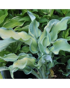 Хоста гибридная «Гравити Рокс», I р-р, 1 шт., MS, 30×40 h(см), Осень 2025 Поиск