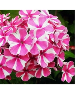 Флокс метельчатый «Пепперминт Твист», I р-р, 1 шт., 60-90 h(см), Осень 2025 Поиск