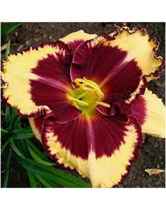 Лилейник гибридный «Тайгер Блад», I р-р, 1 шт., 65 h(см), Осень 2025 Поиск