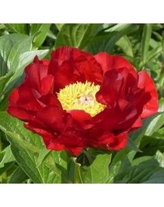 Пион гибридный «Макинак Гранд», 2-3 р-р, 1 шт., 90 h(см), Осень 2025 Поиск