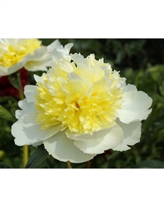 Пион молочноцветковый «Хани Голд», 2-3 р-р, 1 шт., 70-80 h(см), Осень 2025 Поиск