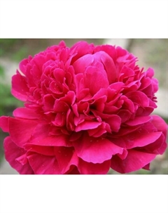 Пион молочноцветковый «Канзас», 2-3 р-р, 1 шт., 70-100 h(см), Осень 2025 Поиск