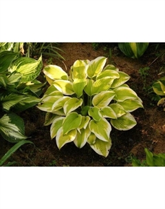 Хоста гибридная «Дельта Дон», I р-р, 1 шт., L, 40×80 h(см), Осень 2025 Поиск