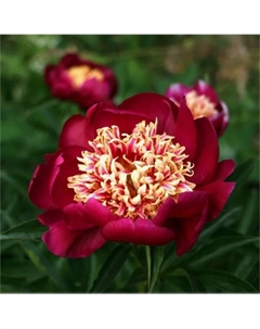 Пион молочноцветковый «Ниппон Бьюти», 2-3 р-р, 1 шт., 80-90 h(см), Осень 2025 Поиск