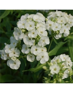 Флокс метельчатый «Джейд», I р-р, 1 шт., 50 h(см), Осень 2025 Поиск