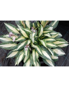 Хоста гибридная «Мэджик Айленд», I р-р, 1 шт., M, 30×50 h(см), Осень 2025 Поиск