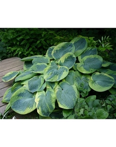 Хоста гибридная «Олив Бейли Лэнгдон», I р-р, 1 шт., L, 70×100 h(см), Осень 2025 Поиск