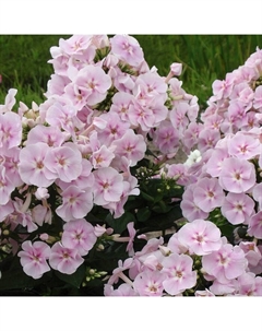 Флокс метельчатый «Юник Биколор», I р-р, 1 шт., 55 h(см), Осень 2025 Поиск