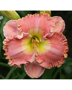 Лилейник гибридный «Дивас Чойс», I р-р, 1 шт., 60 h(см), Осень 2025 Поиск