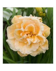 Лилейник гибридный «Икебана Стар», I р-р, 1 шт., 55 h(см), Осень 2025 Поиск