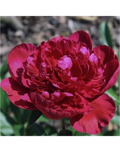 Пион молочноцветковый «Инспектор Лаверн», 2-3 р-р, 1 шт., 80-100 h(см), Осень 2025 Поиск