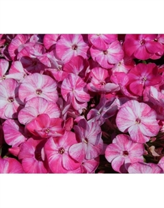 Флокс метельчатый «Попурри», I р-р, 1 шт., 40 h(см), Осень 2025 Поиск