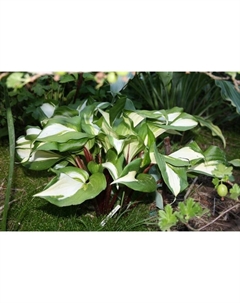 Хоста гибридная «Расберри Сандей», I р-р, 1 шт., M, 60×40 h(см), Осень 2025 Поиск