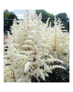 Астильба Арендса «Хэппи Спирит», I р-р, 1 шт., 60-75 h(см), Осень 2025 Поиск