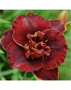 Лилейник гибридный «Найт Эмберс», I р-р, 1 шт., 65 h(см), Осень 2025 Поиск