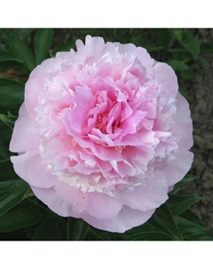 Пион молочноцветковый «Энджел Чикс», 2-3 р-р, 1 шт., 85 h(см), Осень 2025 Поиск