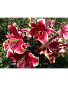 Лилия ОТ-гибрид «Африкан Леди», 14/16. р-р, 2 шт., 110-120 h(см), Осень 2025 Поиск