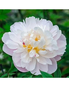 Пион молочноцветковый «Вог», 2-3 р-р, 1 шт., 110 h(см), Осень 2025 Поиск